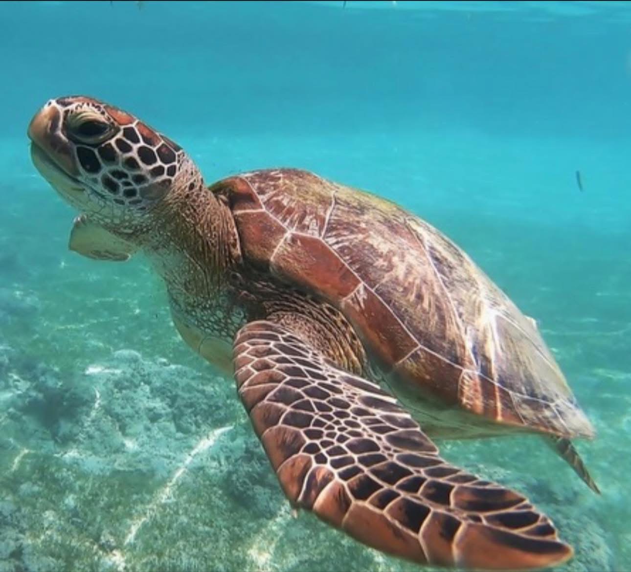 Sea Turtle