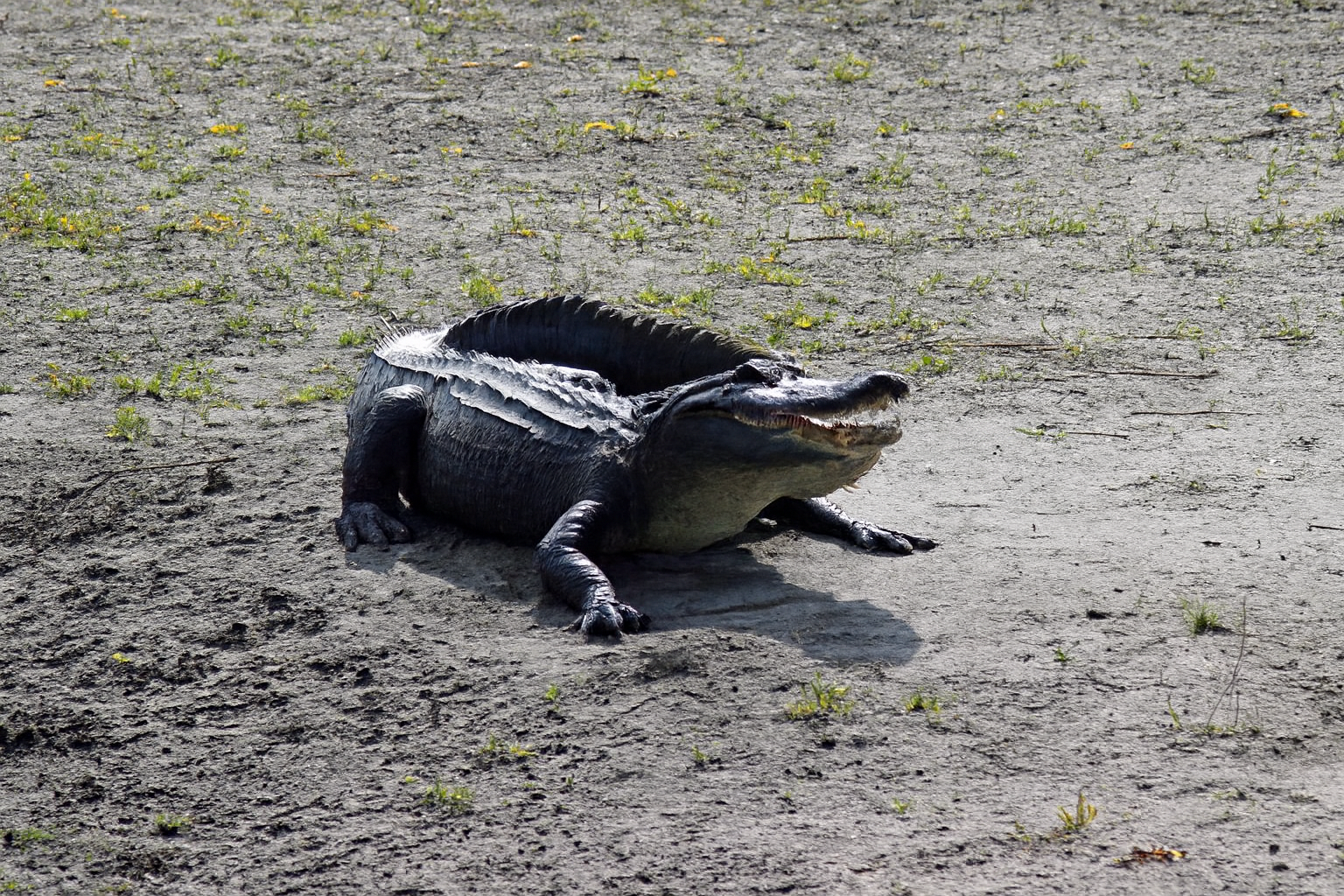 Alligators